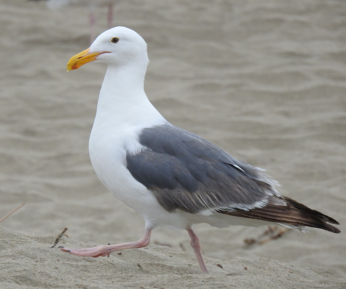 racek západní - ML647092565