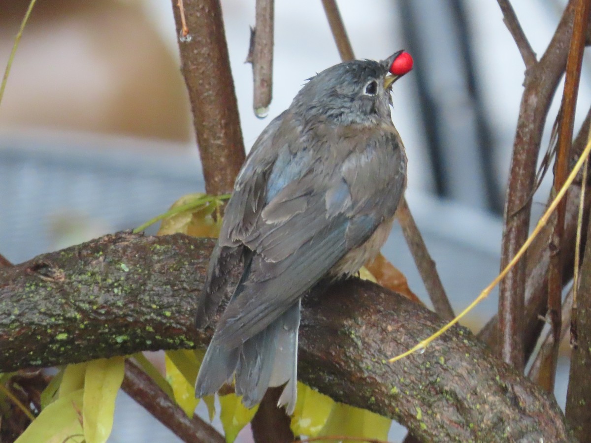 Западная сиалия - ML647092566