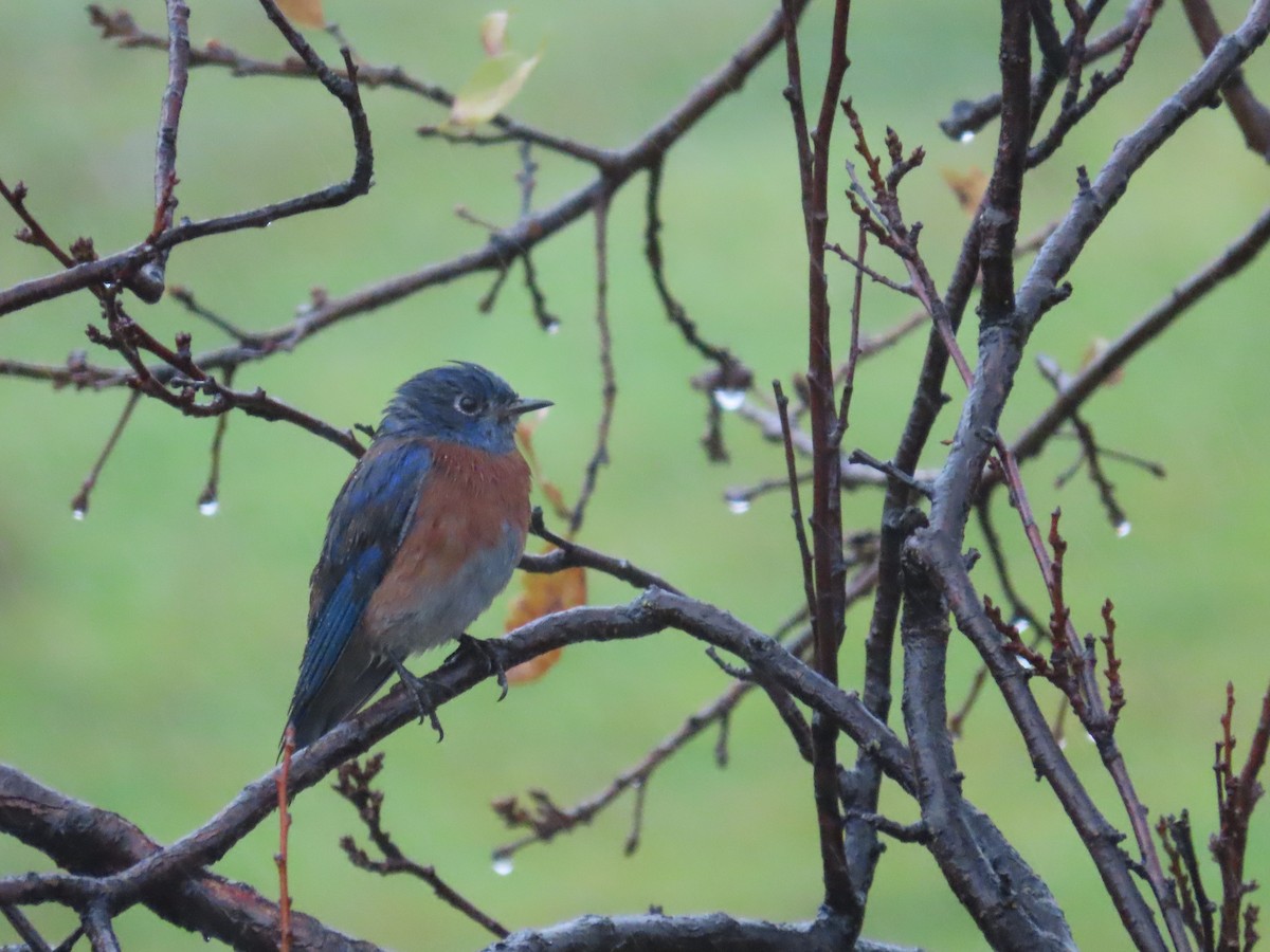 Западная сиалия - ML647092567