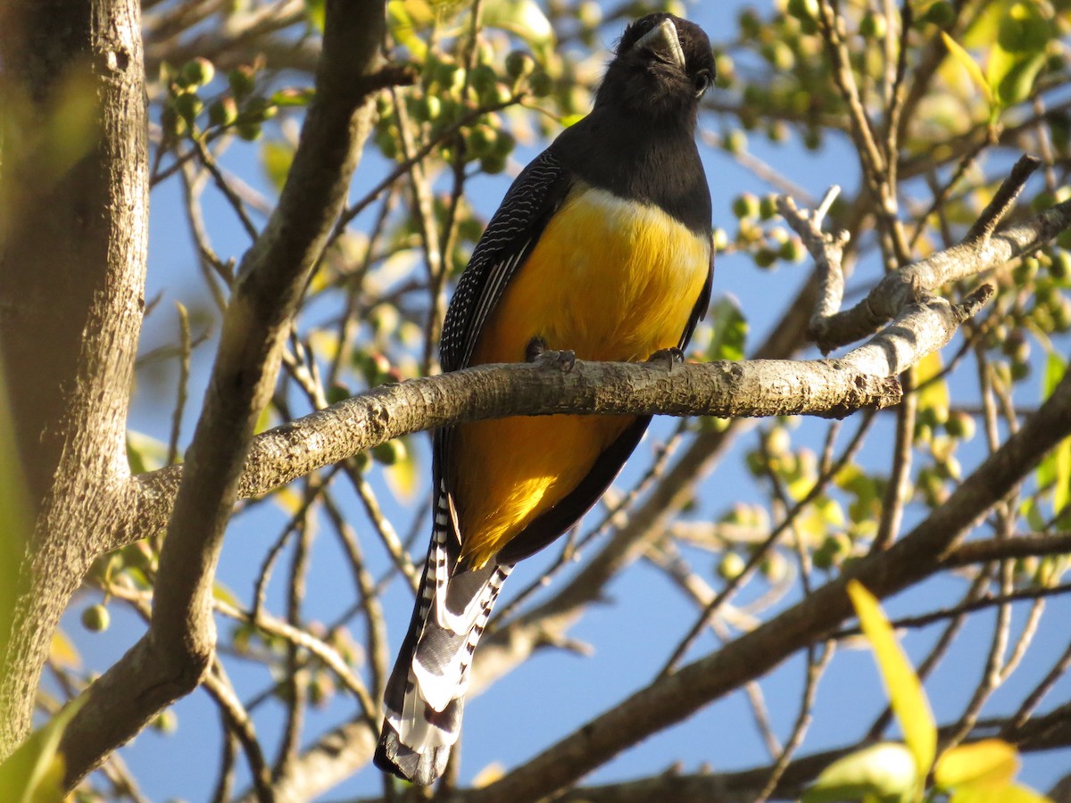 Gartered Violaceous Trogon - ML647092571