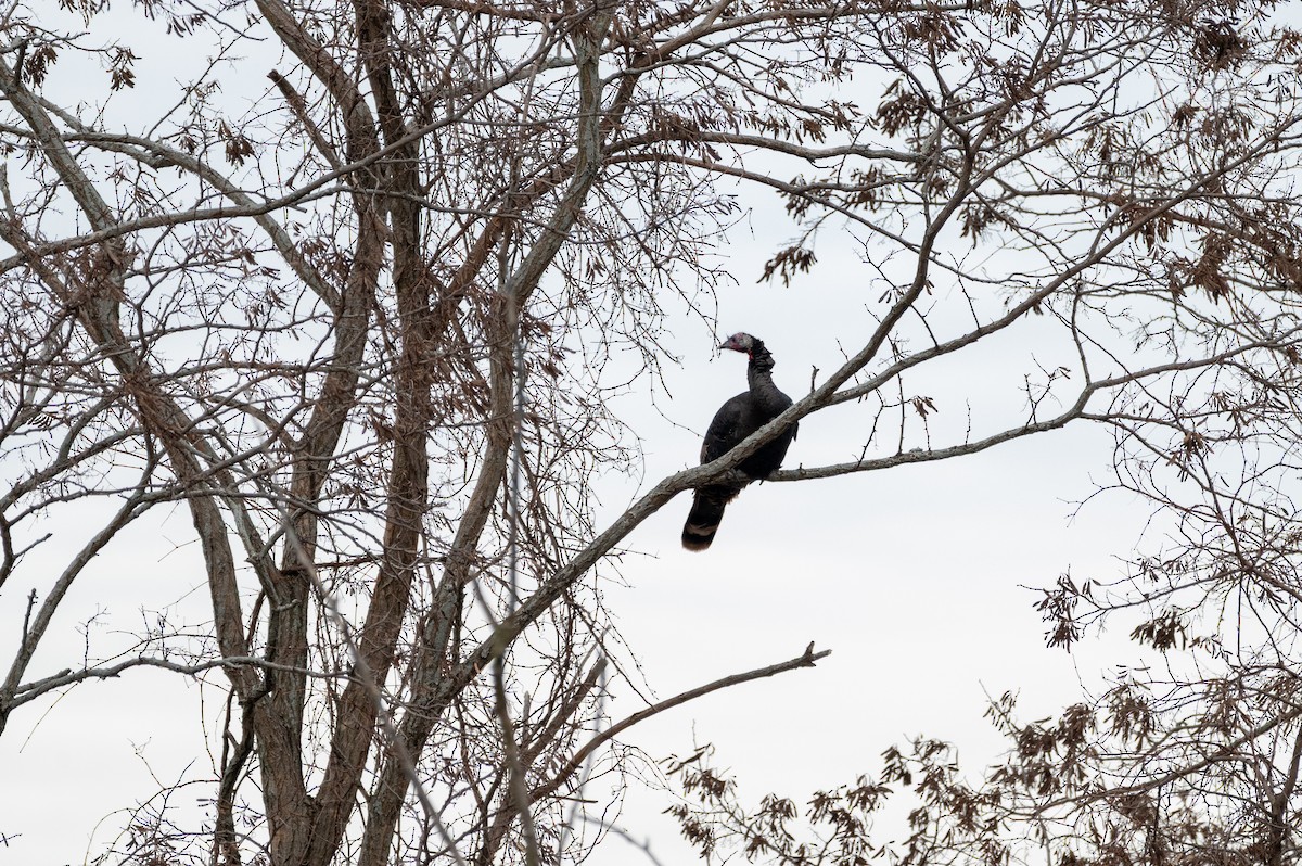 Indioilar arrunta - ML647092595