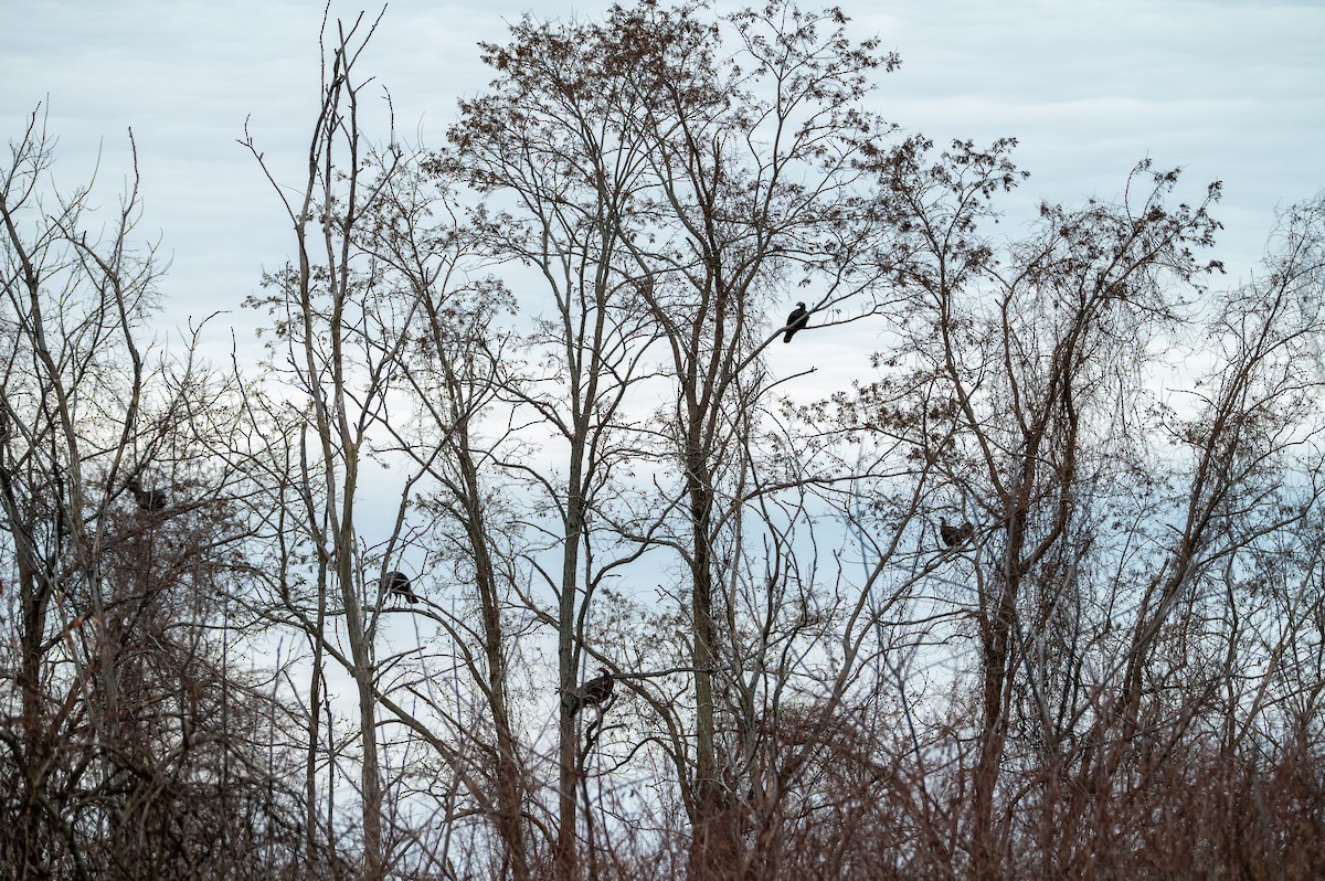 Indioilar arrunta - ML647092596