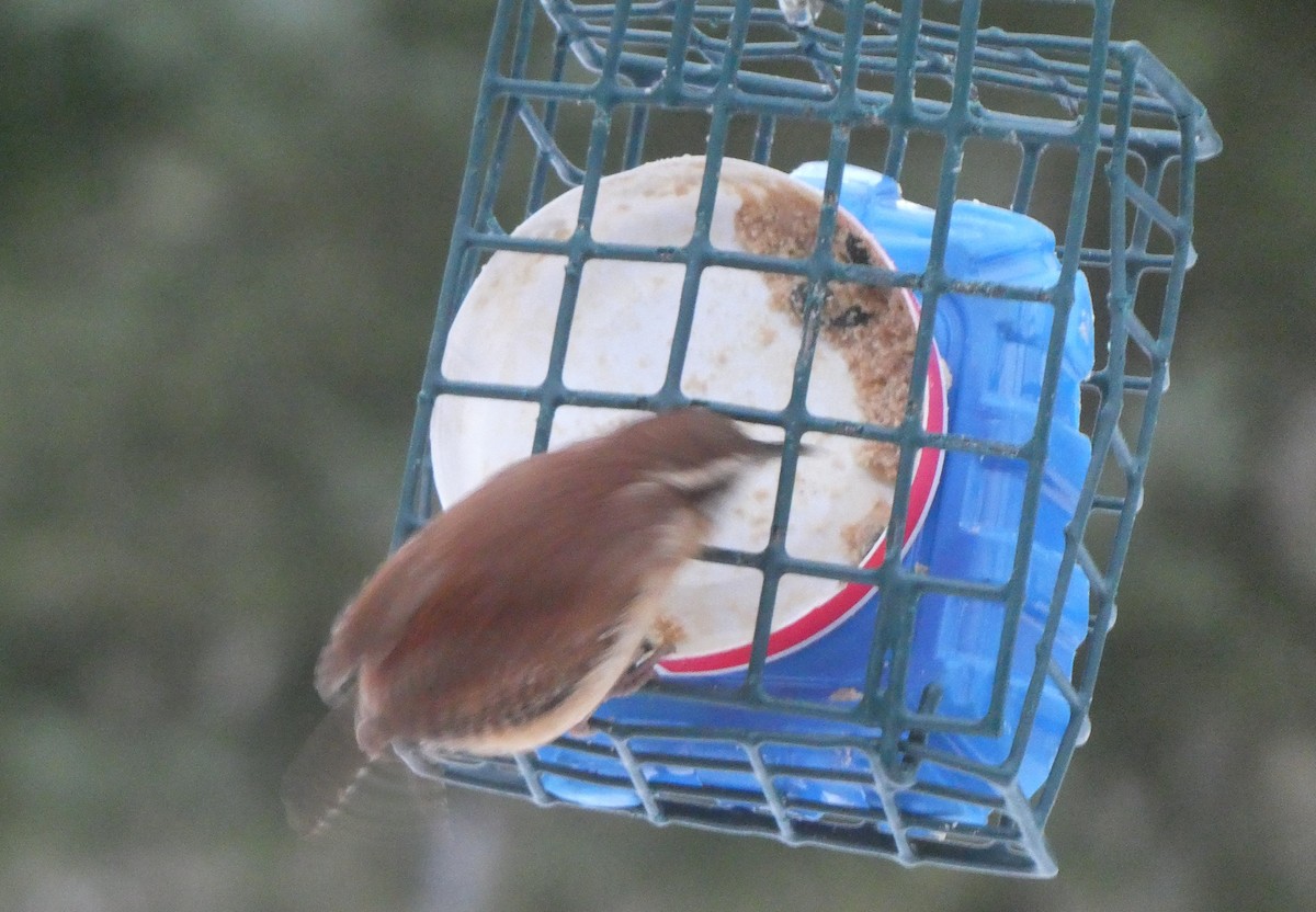 Carolinazaunkönig - ML647092599