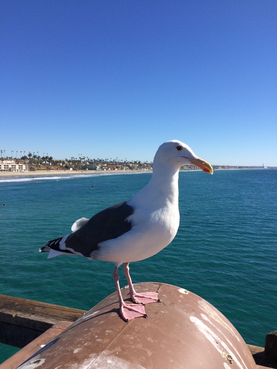 racek západní - ML647092601