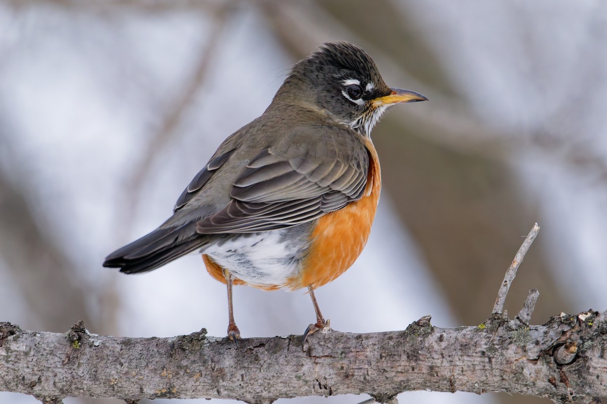 American Robin - ML647092604