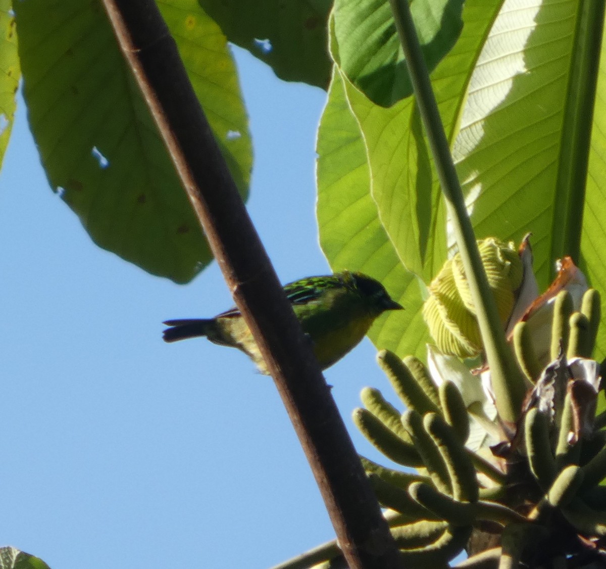 Green-and-gold Tanager - ML647092606