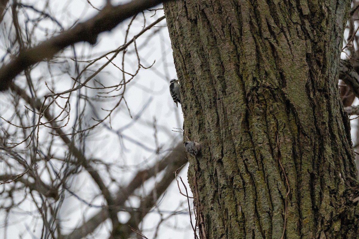 Downy Woodpecker - ML647092608