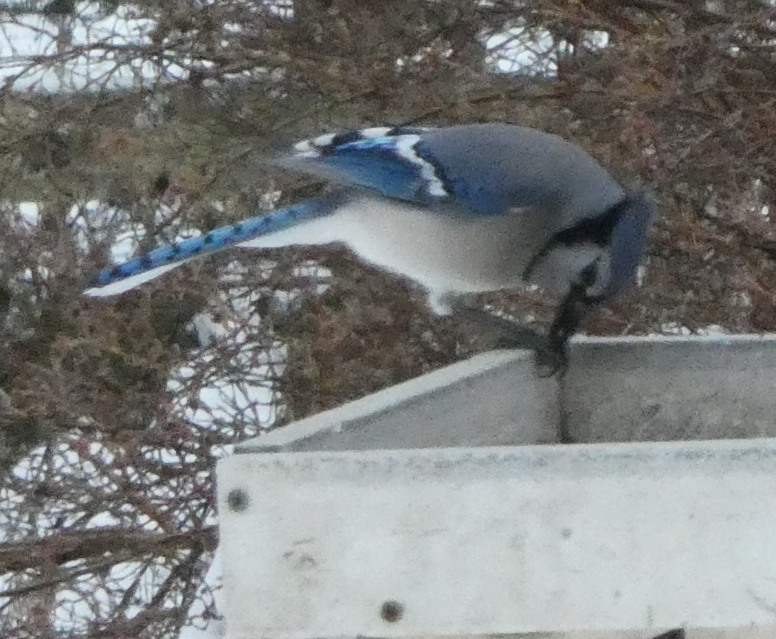 Blauhäher - ML647092609