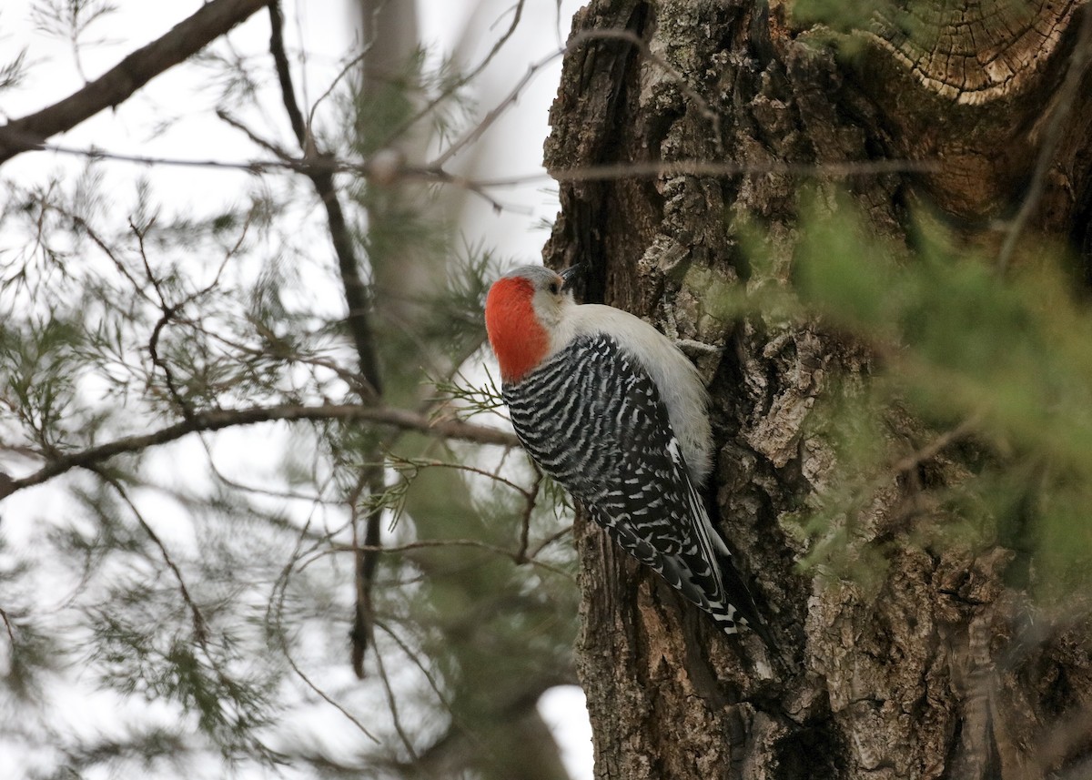 Red-bellied Woodpecker - ML647092618