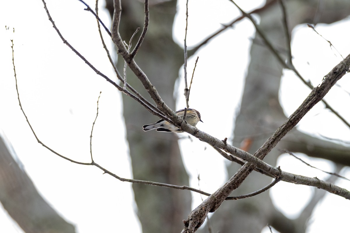Yellow-rumped Warbler - ML647092619