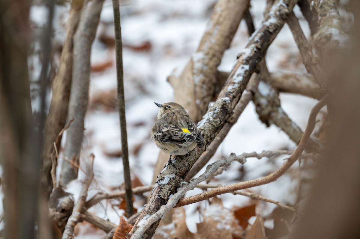 Yellow-rumped Warbler - ML647092620