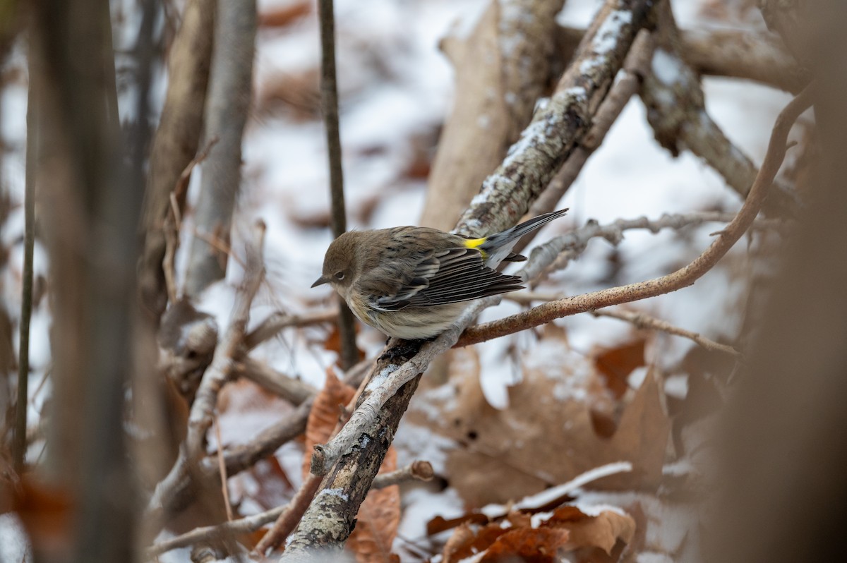 Yellow-rumped Warbler - ML647092621