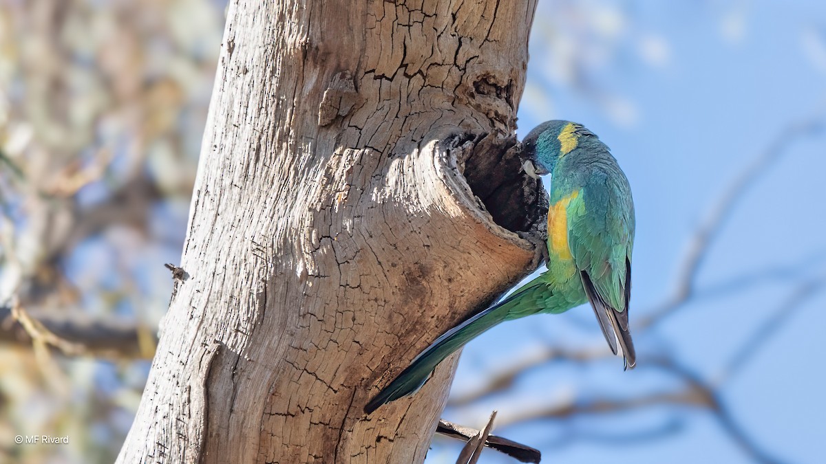 Australian Ringneck - ML647092638