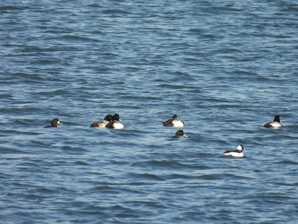 Porrón Bastardo - ML647092639