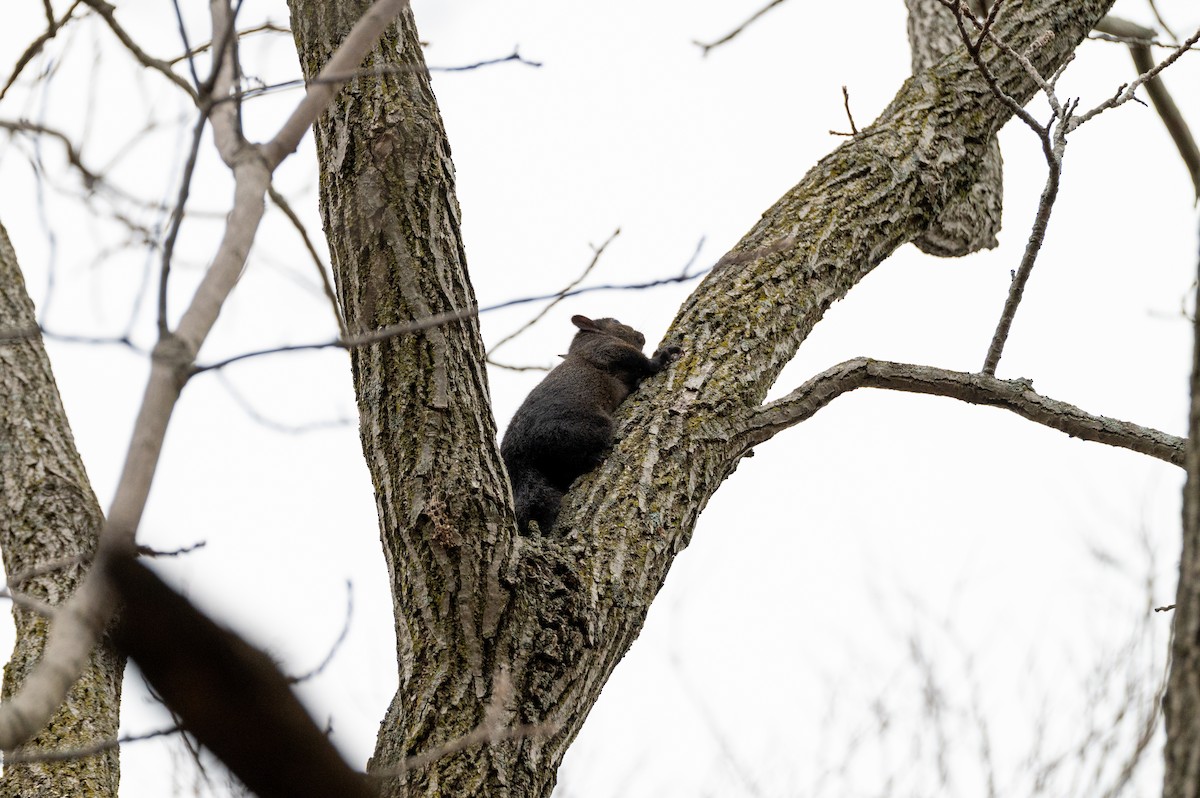 Eastern Gray Squirrel - ML647092641