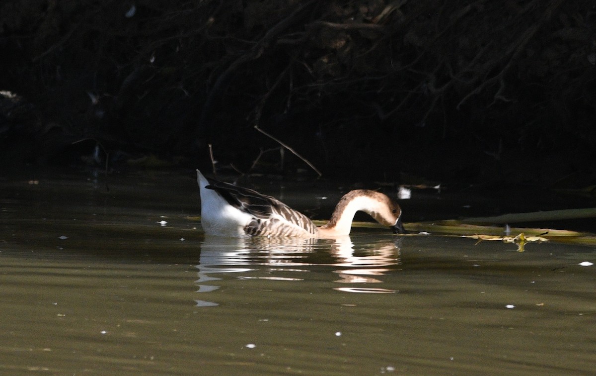 Ánsar Cisnal (variedad doméstica) - ML647092646