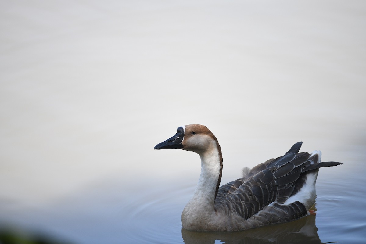 Ánsar Cisnal (variedad doméstica) - ML647092647