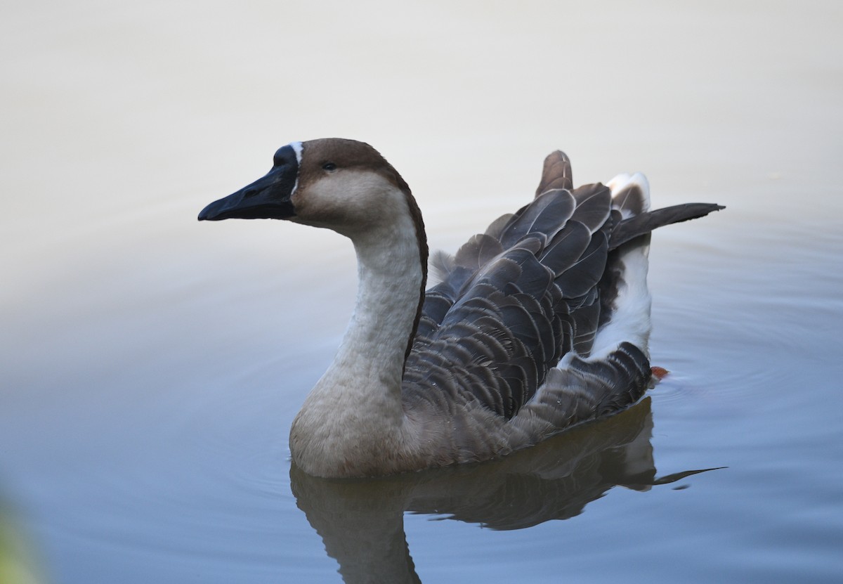 Ánsar Cisnal (variedad doméstica) - ML647092648