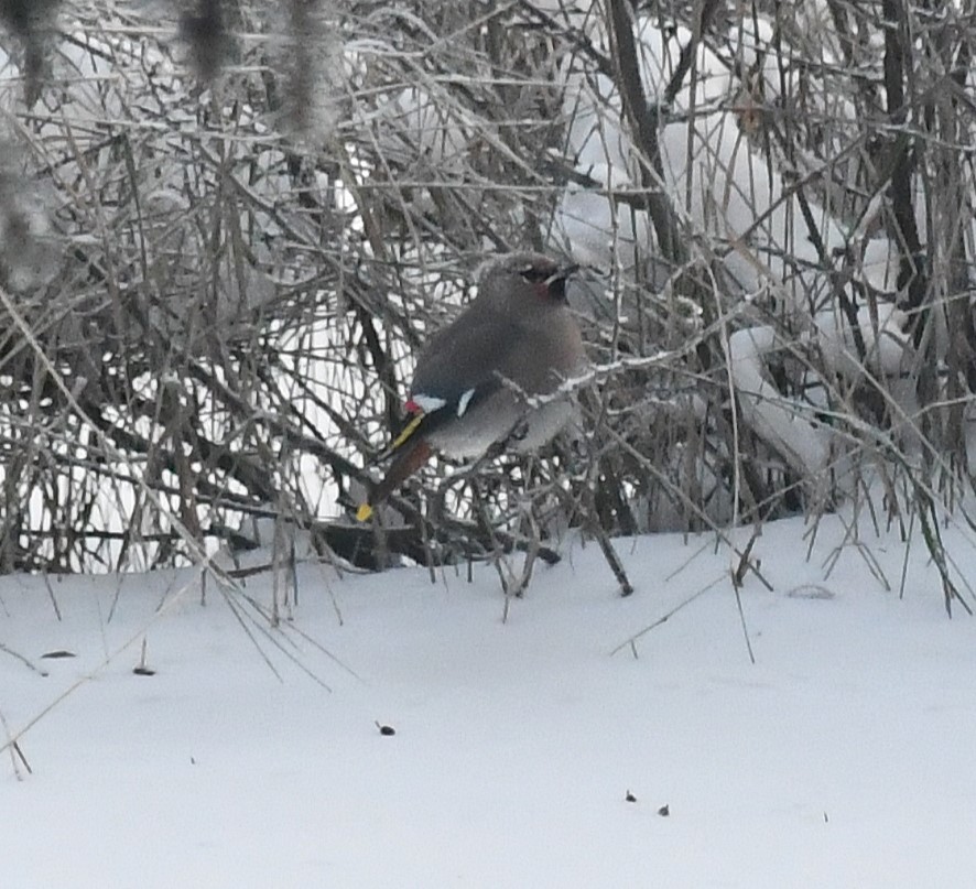 Bohemian Waxwing - ML647092665