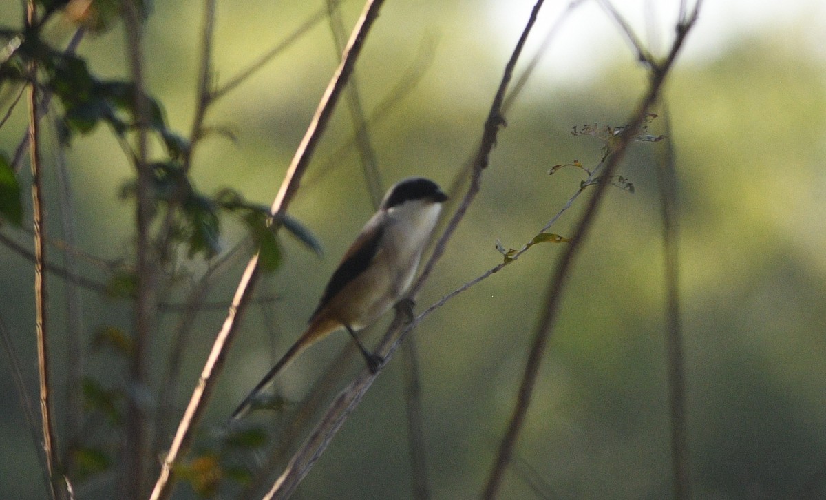 Antzandobi isats-luzea - ML647092669