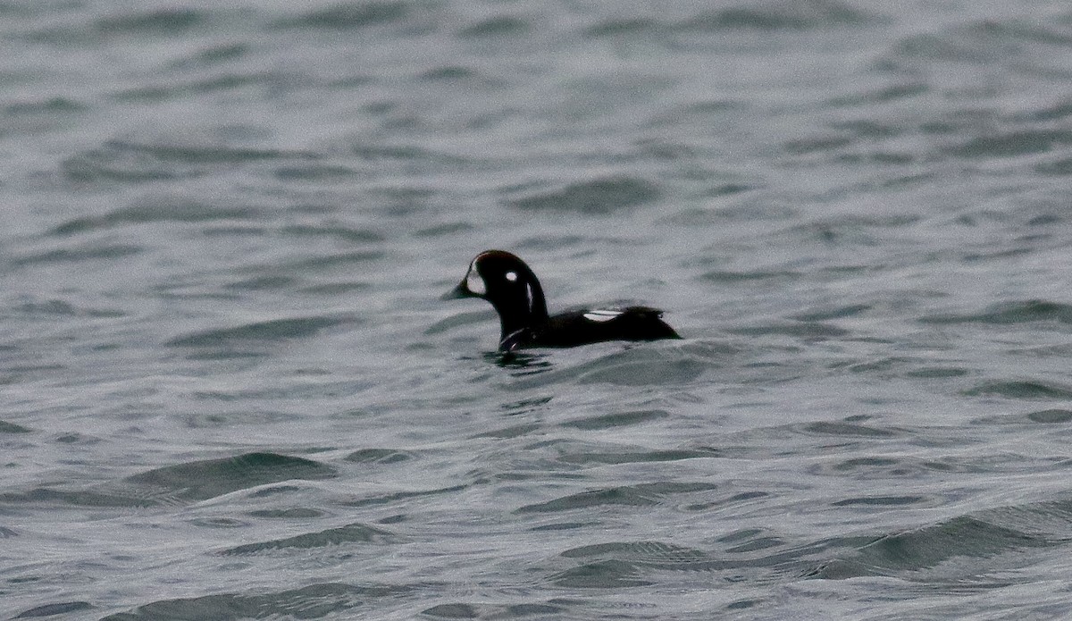 Arlequin plongeur - ML647092670