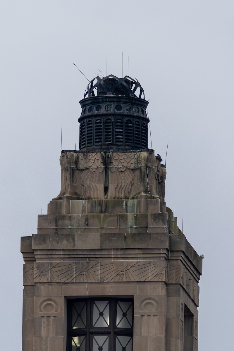 Peregrine Falcon - ML647092675