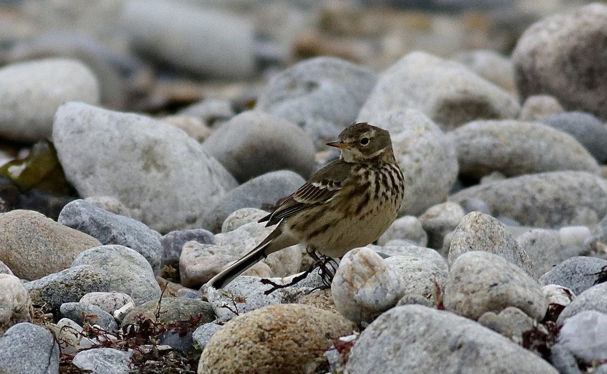 Pipit d'Amérique - ML647092683