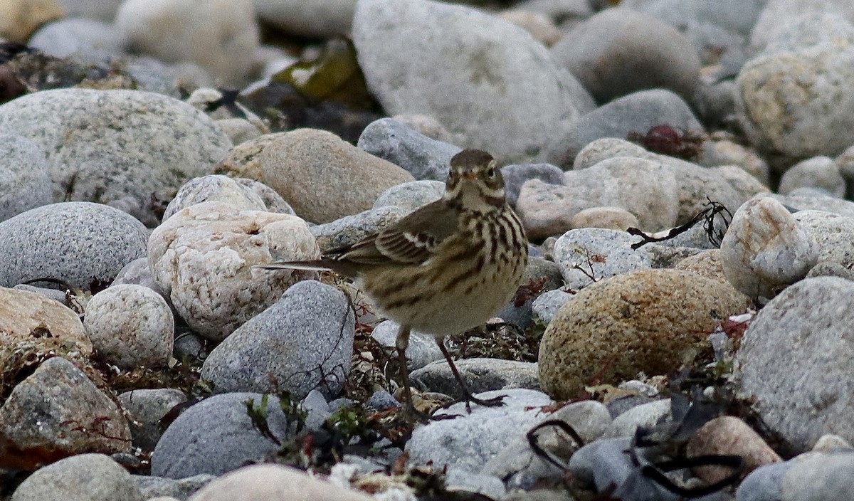 Pipit d'Amérique - ML647092685