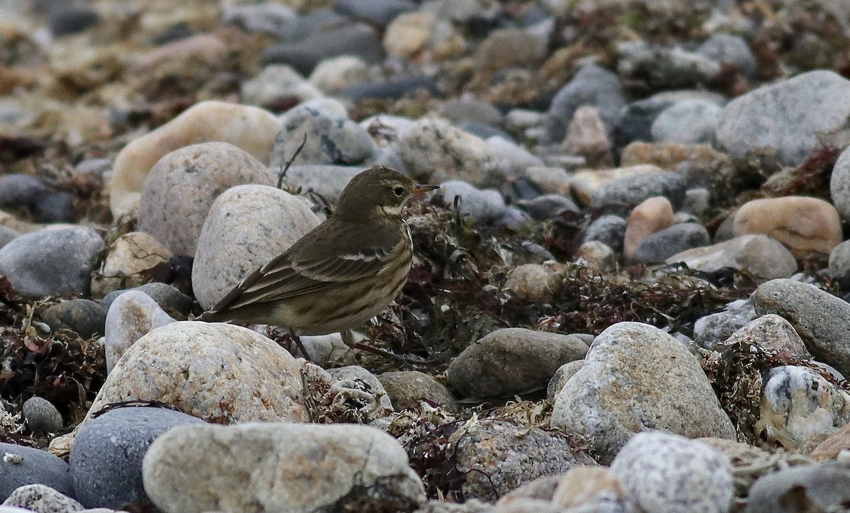 Pipit d'Amérique - ML647092687