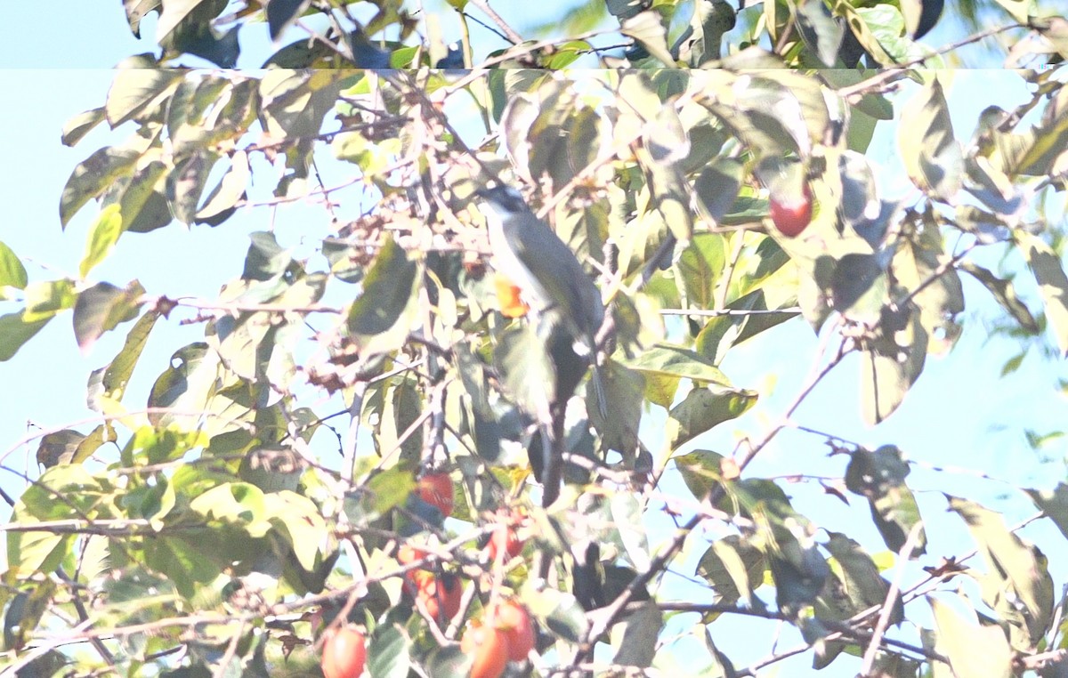 シロガシラ - ML647092697