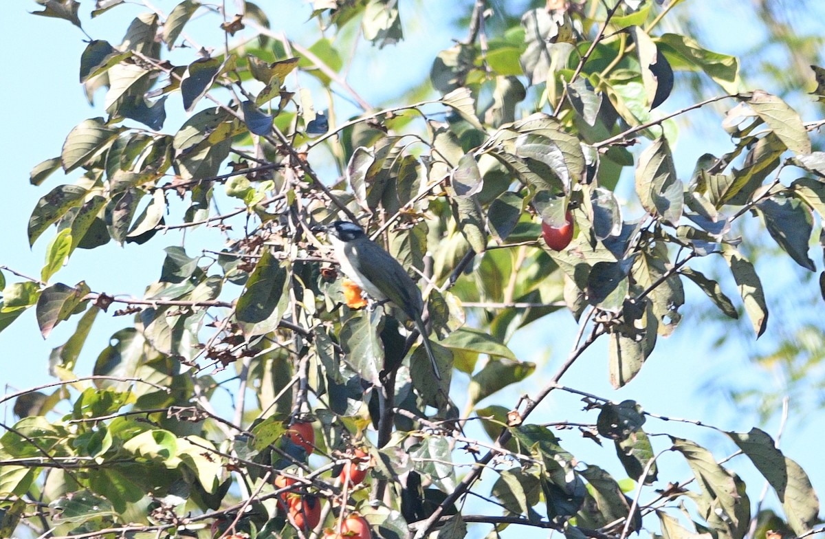 シロガシラ - ML647092698