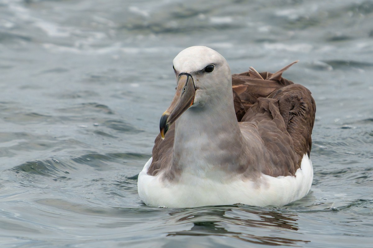 サルビンアホウドリ - ML647092737