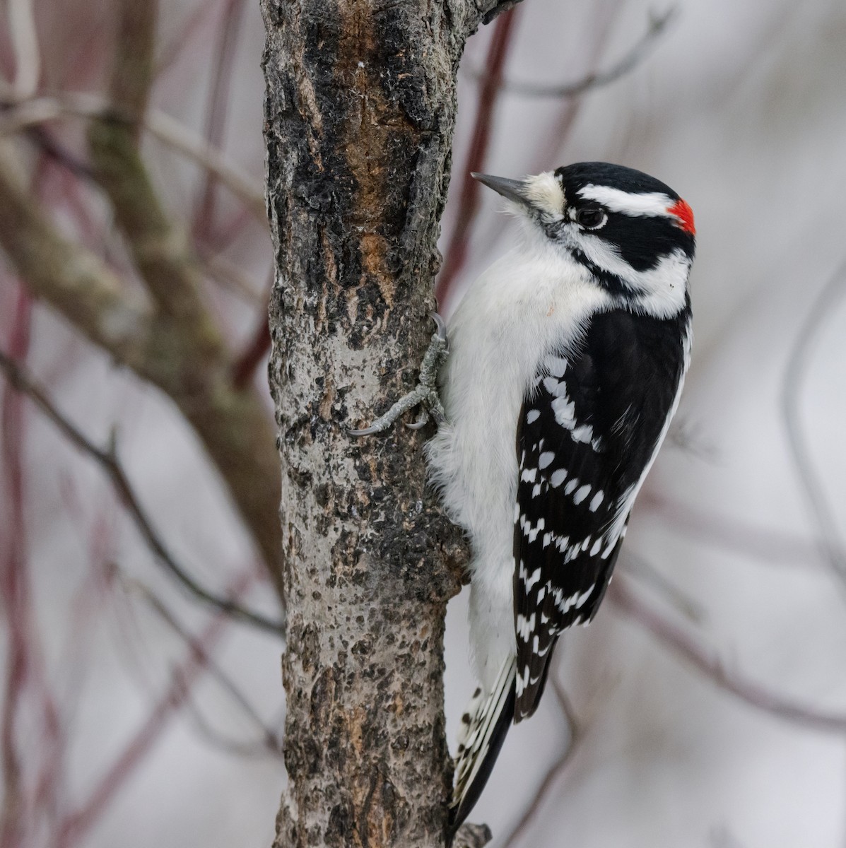Downy Woodpecker - ML647092744