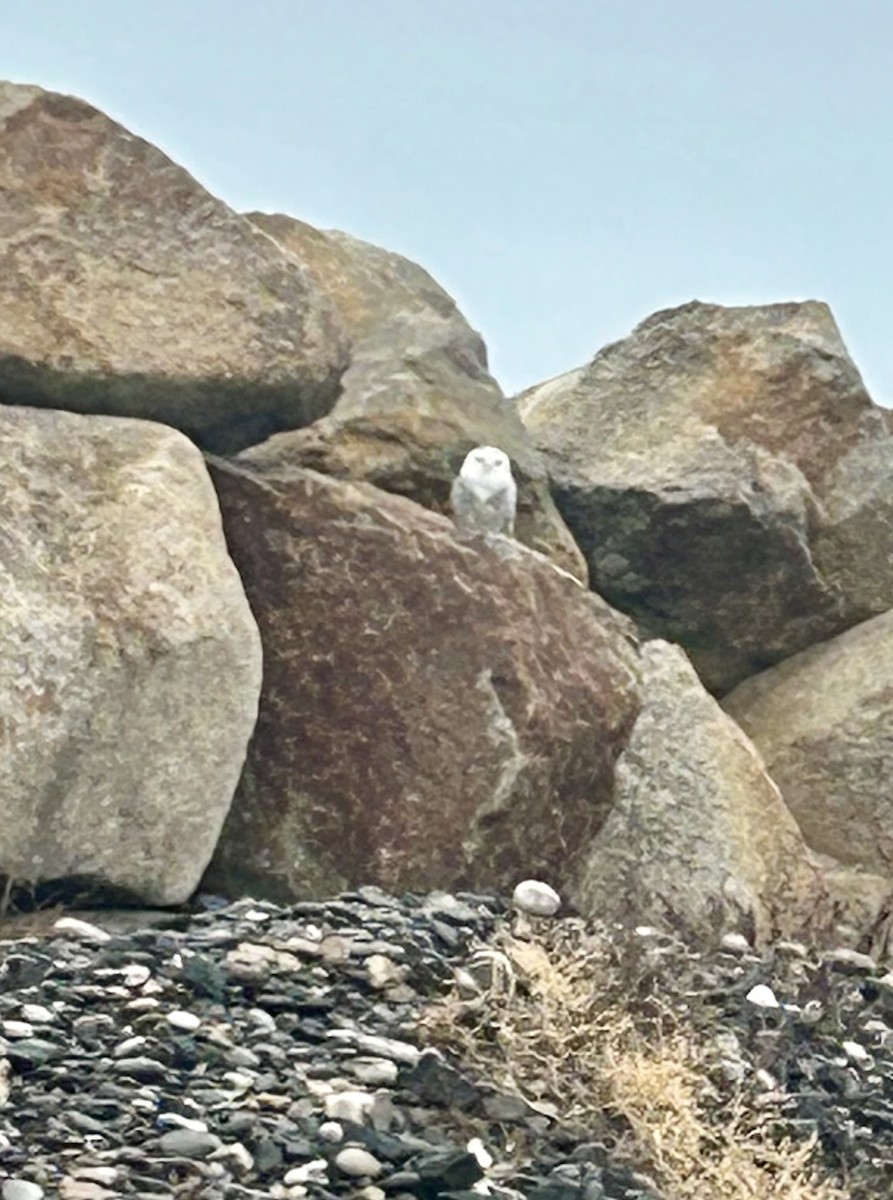 Snowy Owl - ML647092745