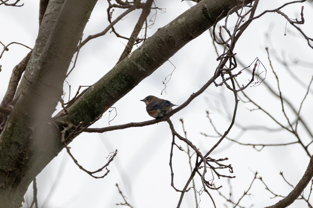 Eastern Bluebird - ML647092750