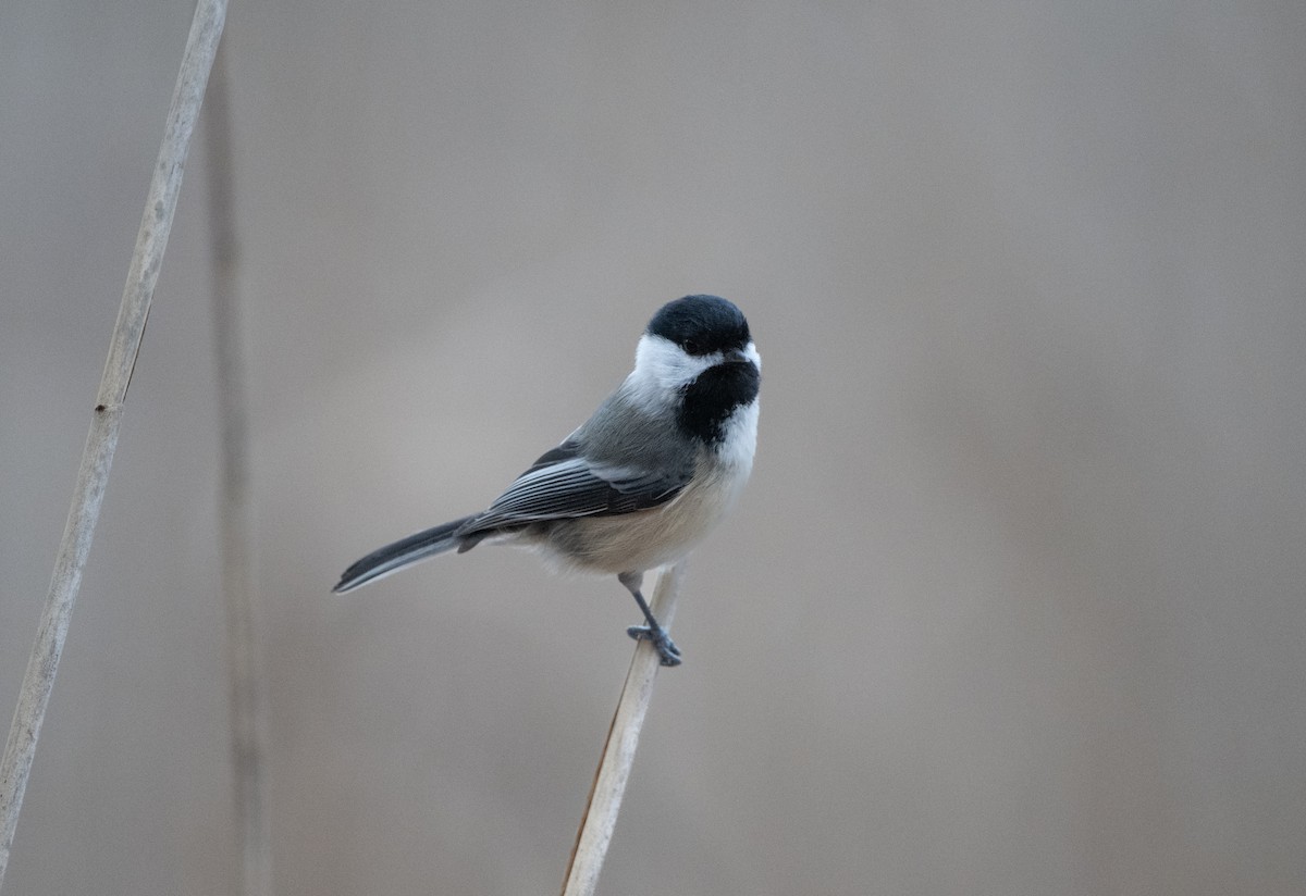 Black-capped Chickadee - ML647092816
