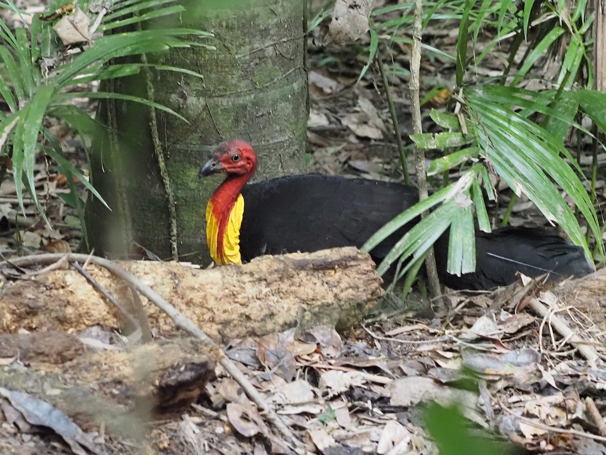 Australian Brushturkey - ML647092825
