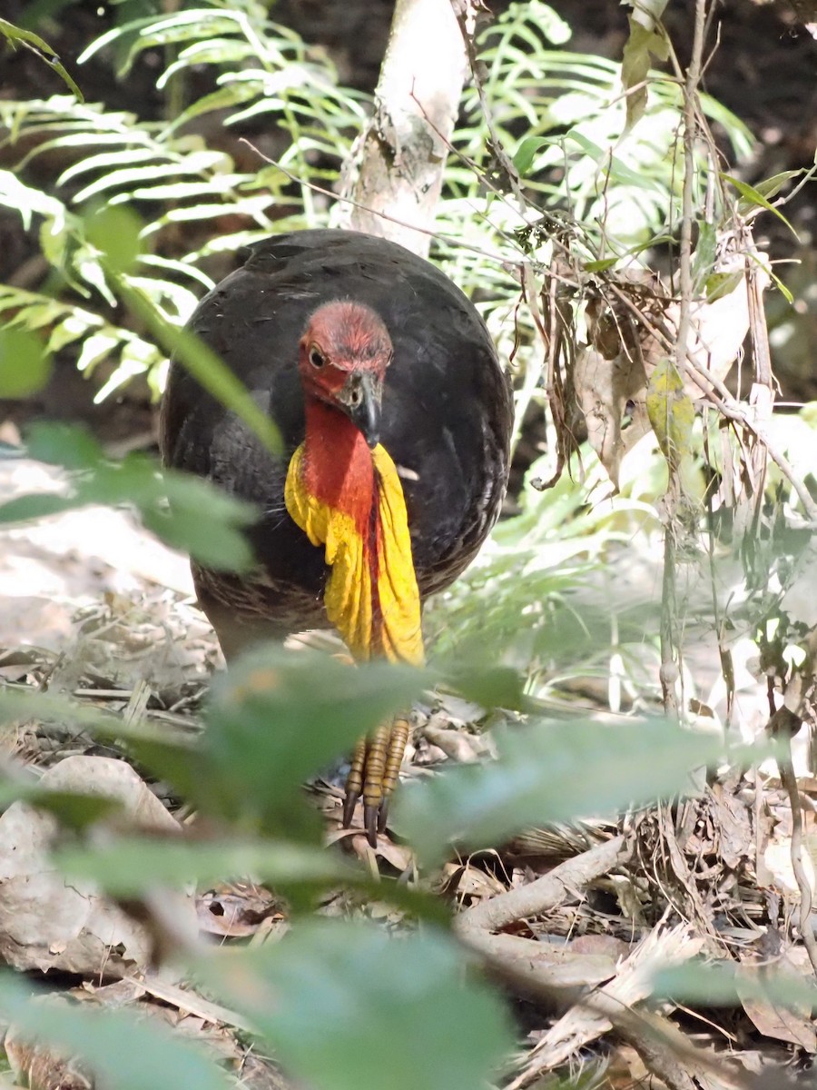 Australian Brushturkey - ML647092826