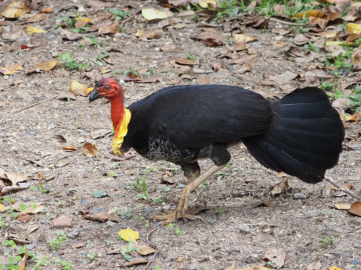 Australian Brushturkey - ML647092827
