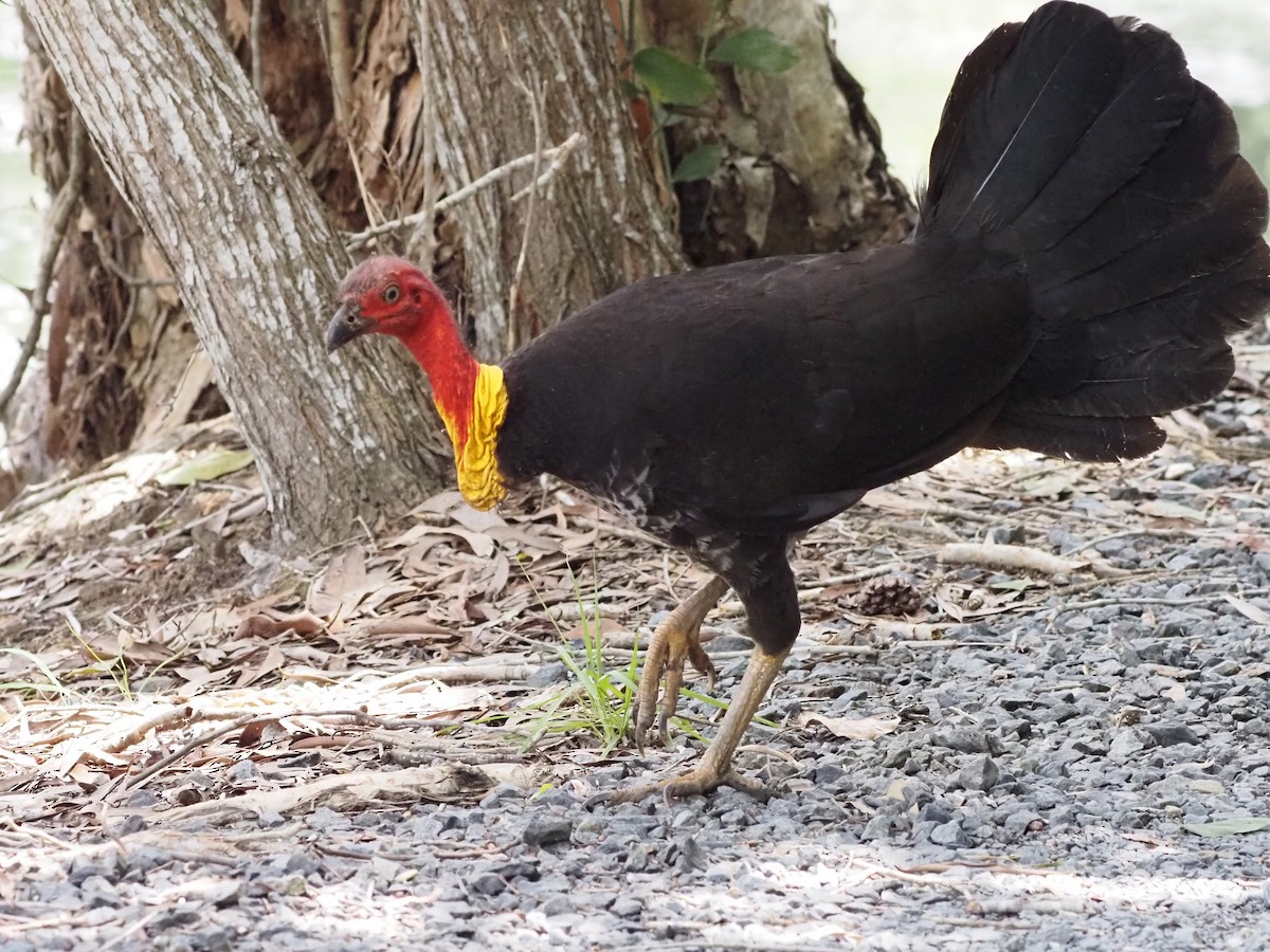 Australian Brushturkey - ML647092828