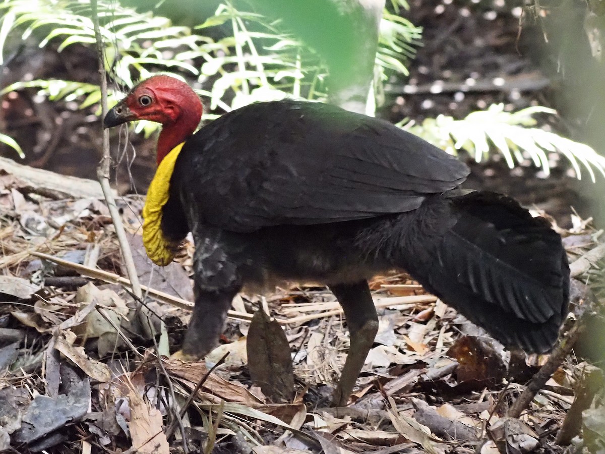 Australian Brushturkey - ML647092829