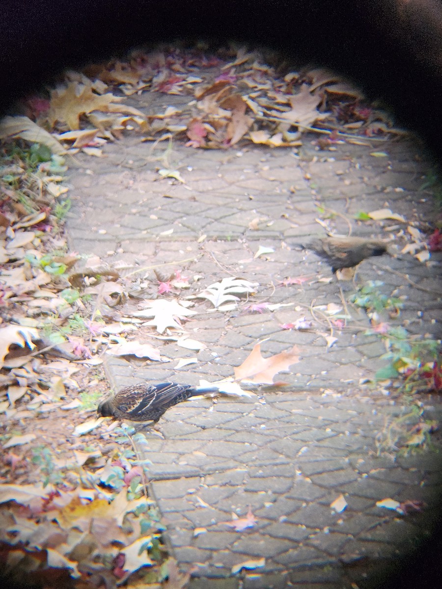 Red-winged Blackbird - ML647092831