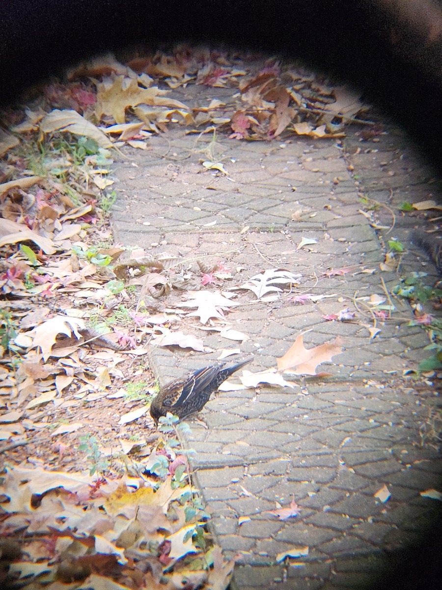 Red-winged Blackbird - ML647092832