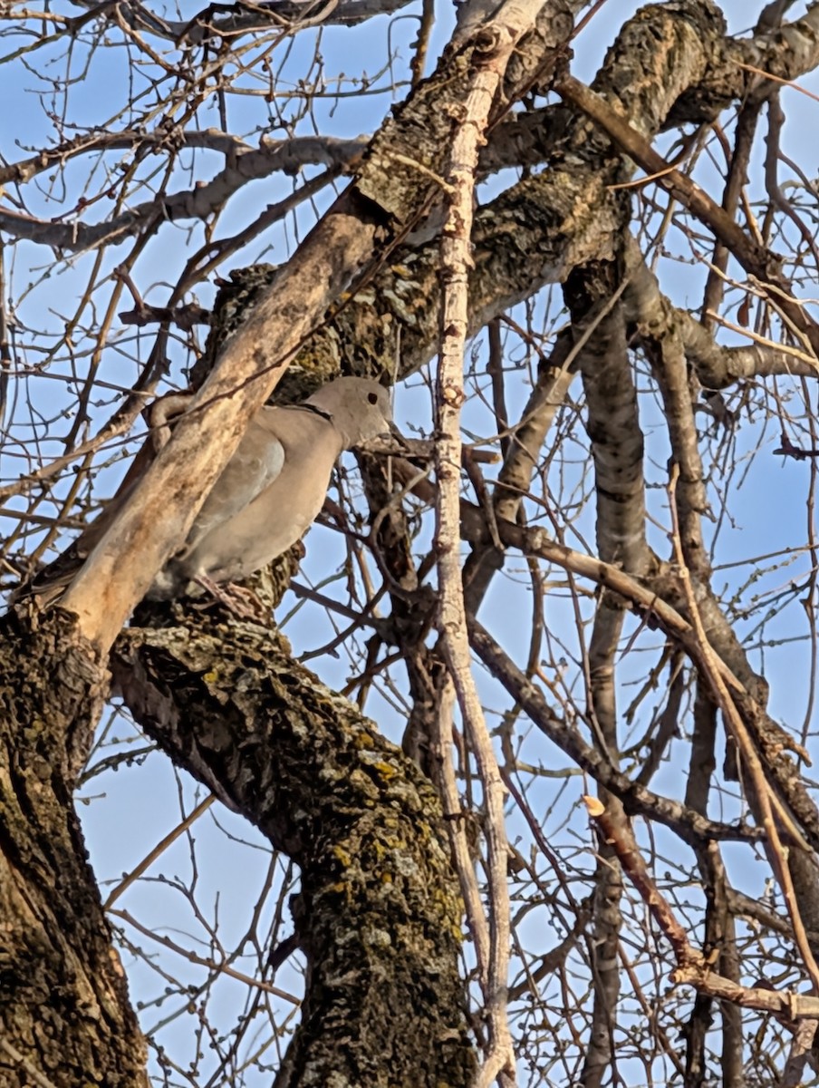 Eurasian Collared-Dove - ML647092840