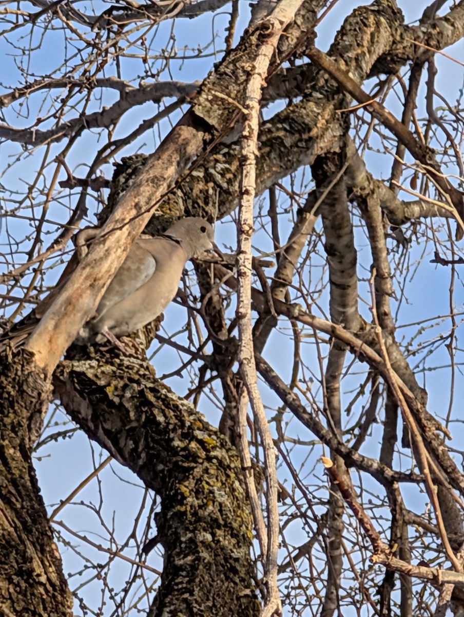 Eurasian Collared-Dove - ML647092841