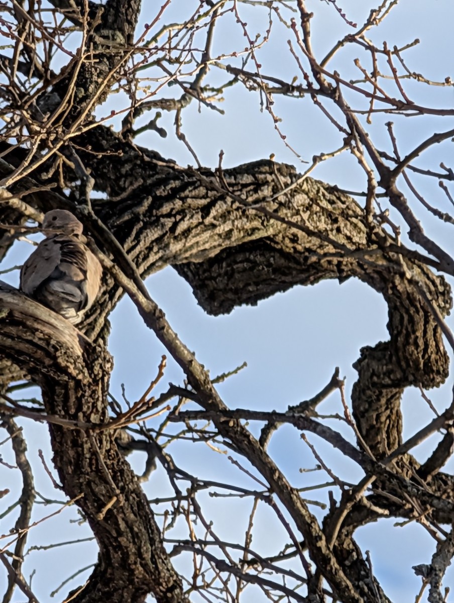 Eurasian Collared-Dove - ML647092842