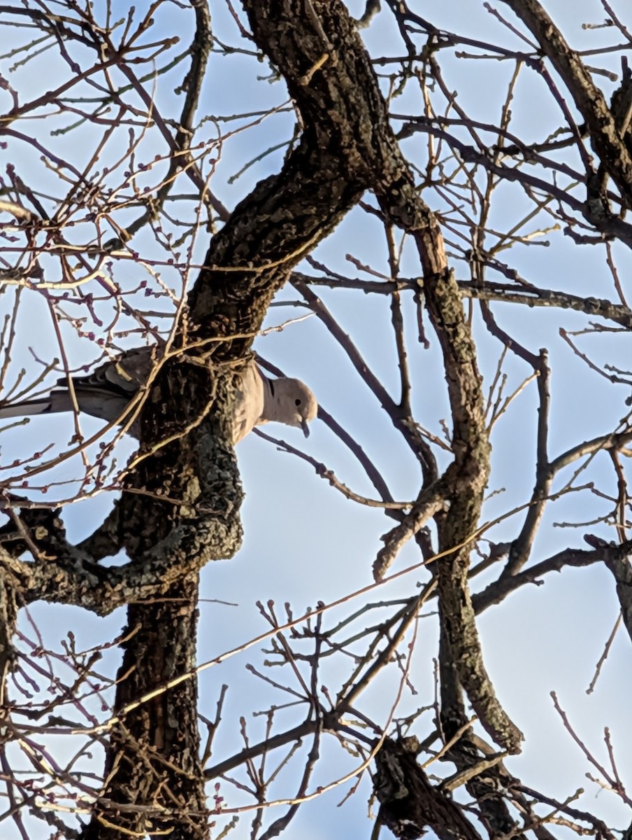 Eurasian Collared-Dove - ML647092843