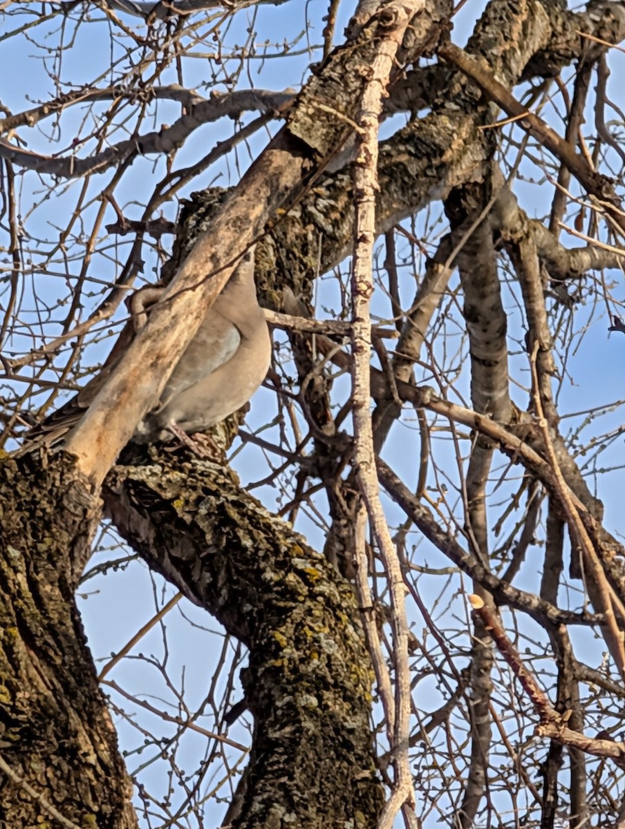 Eurasian Collared-Dove - ML647092844