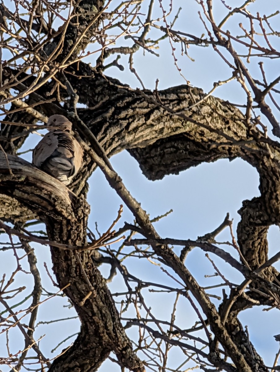 Eurasian Collared-Dove - ML647092845