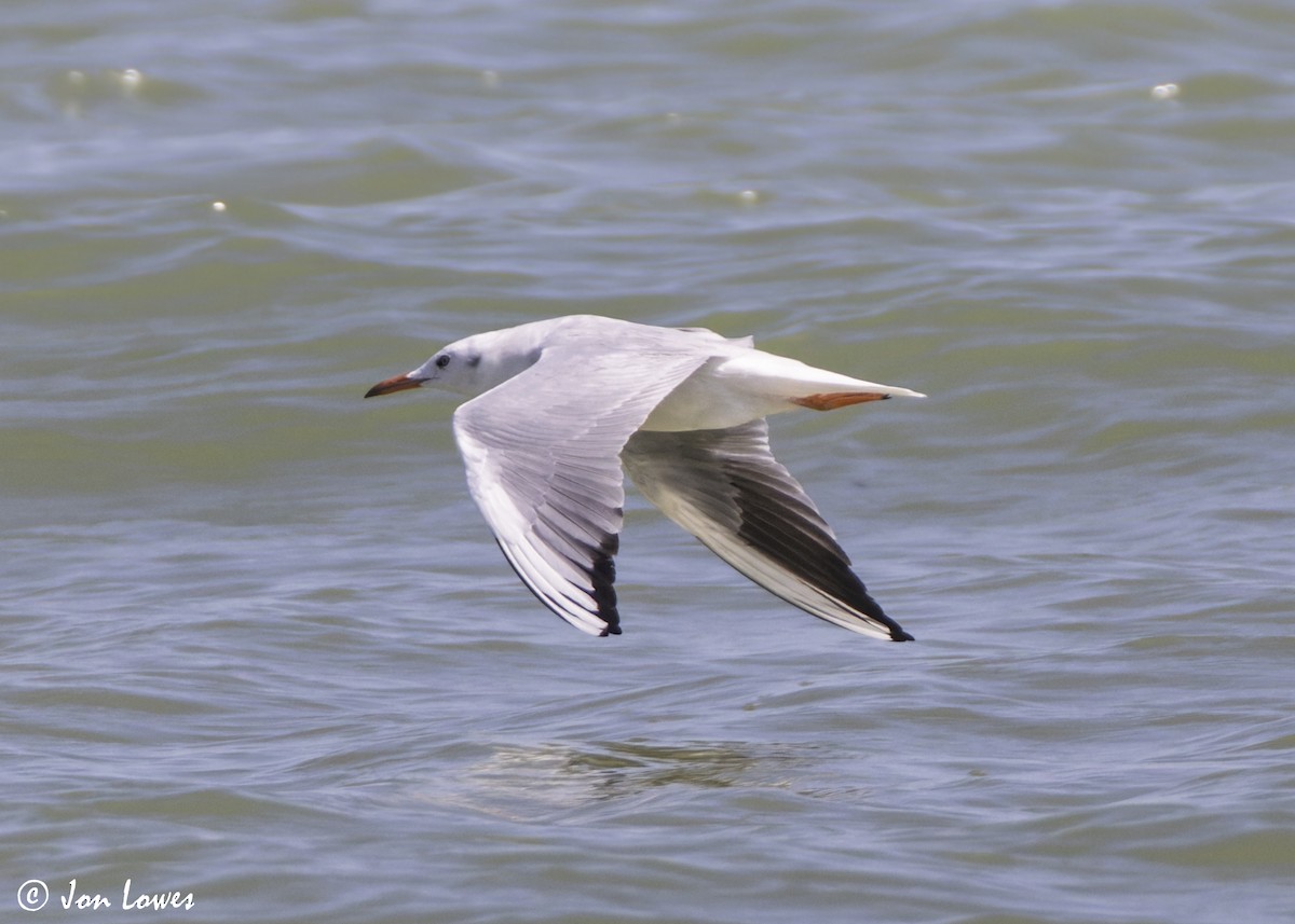 Морской голубок - ML647092846